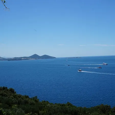 Oliva